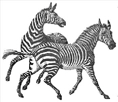 zebra-3